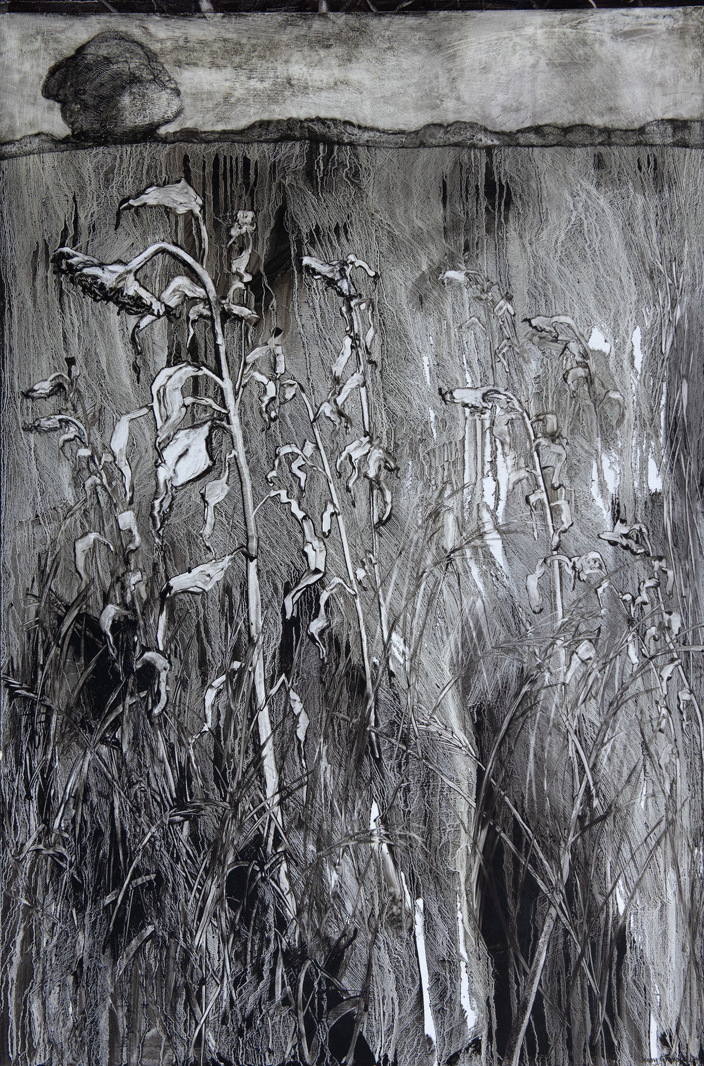 Last of the Wild Flower Meadow