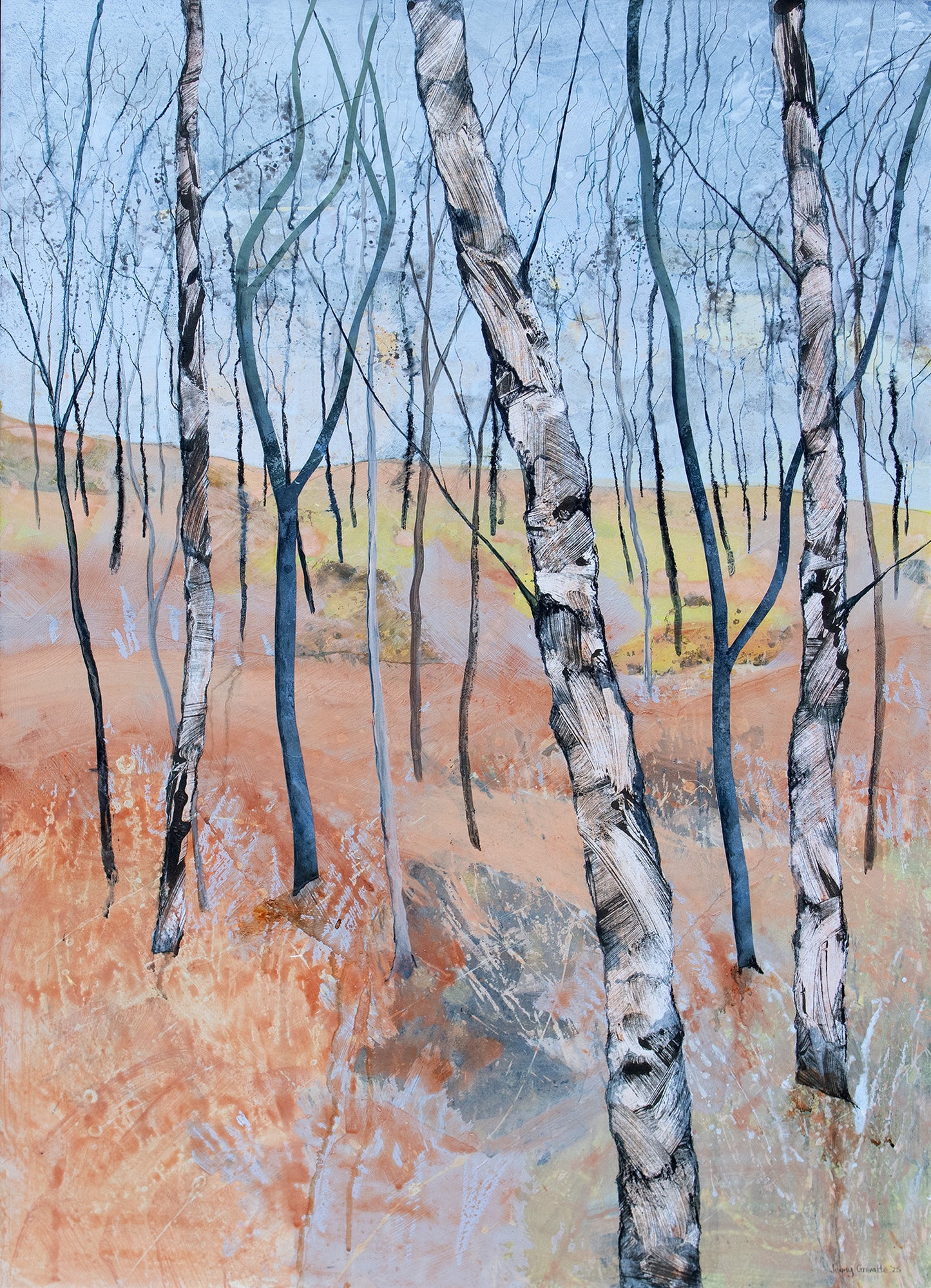 Young Birch Saplings