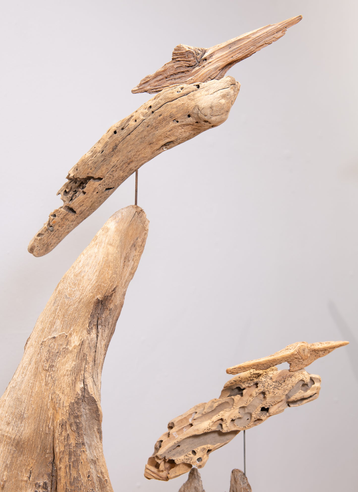 Old Forest Fossils