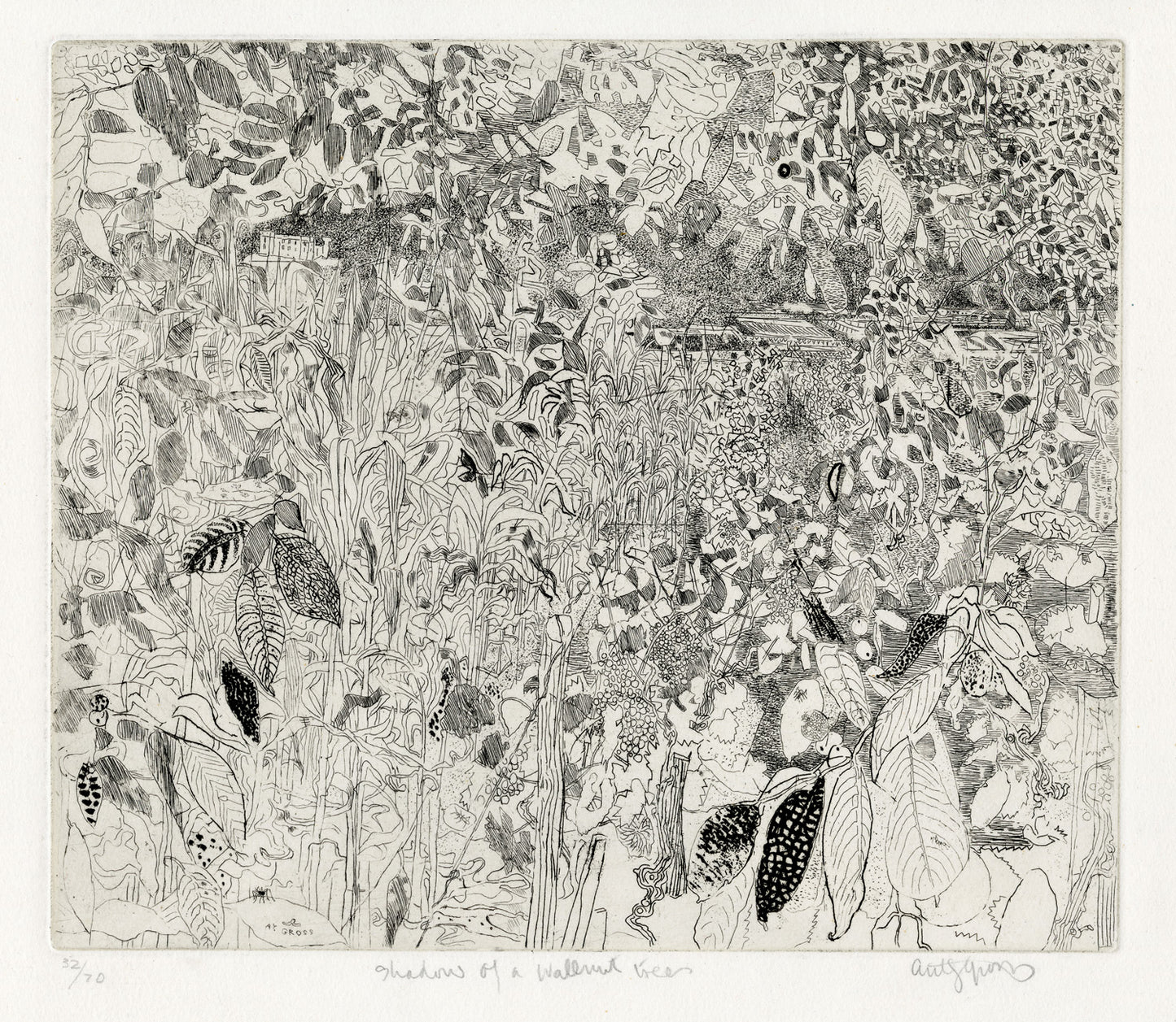 Shadow of a Walnut Tree