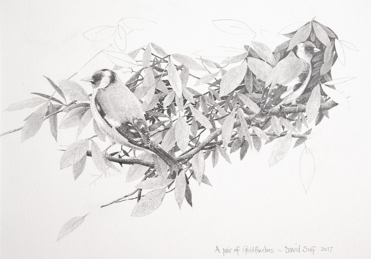 A Pair of Goldfinches