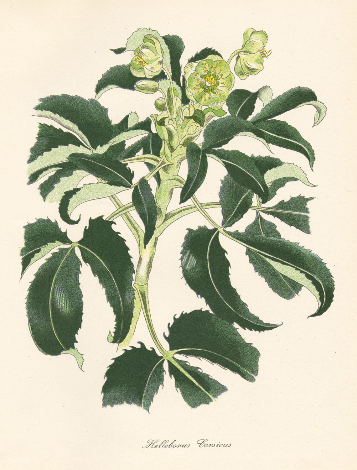 Helleborus Corsicus