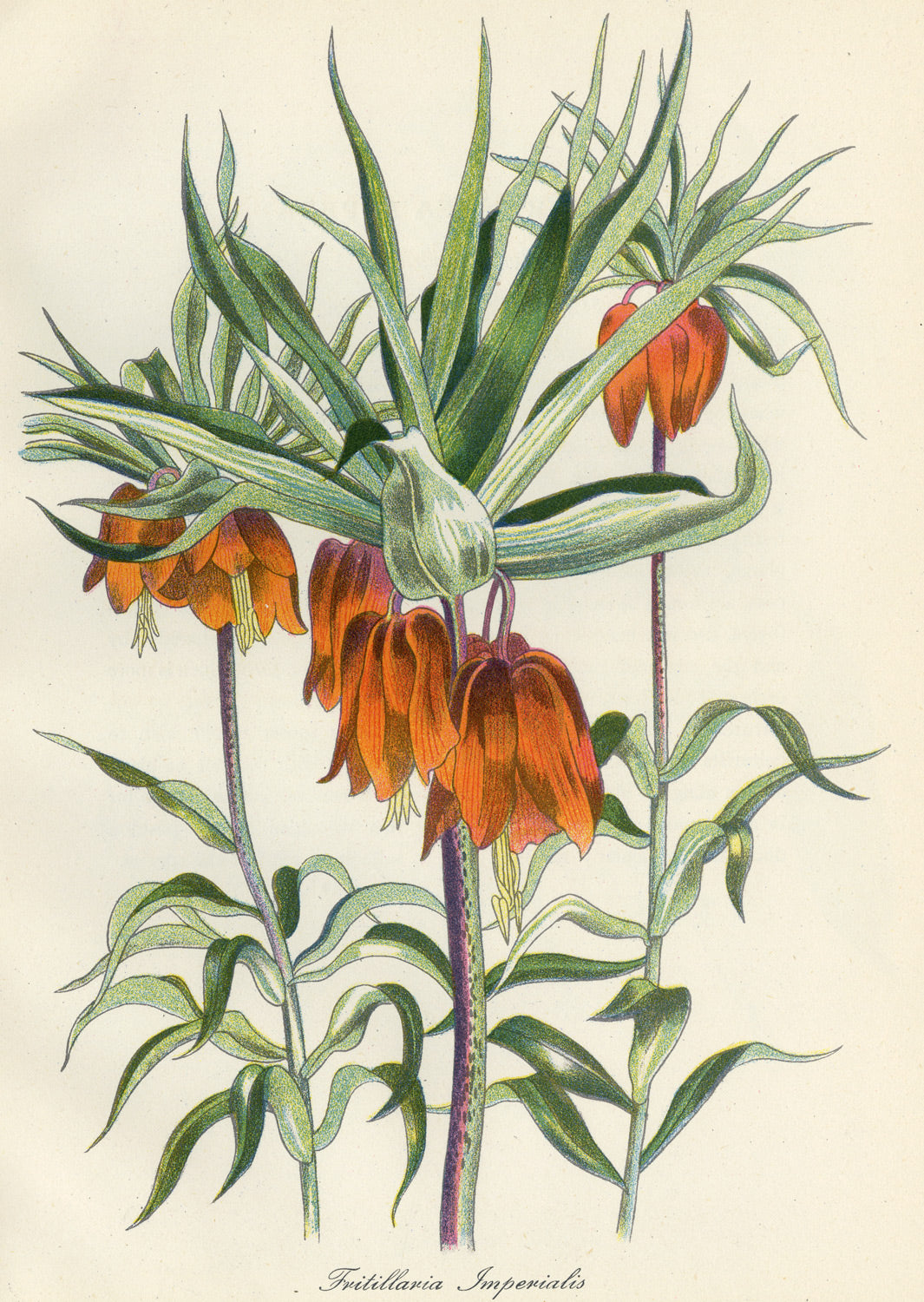 Fritillaria Imperialis