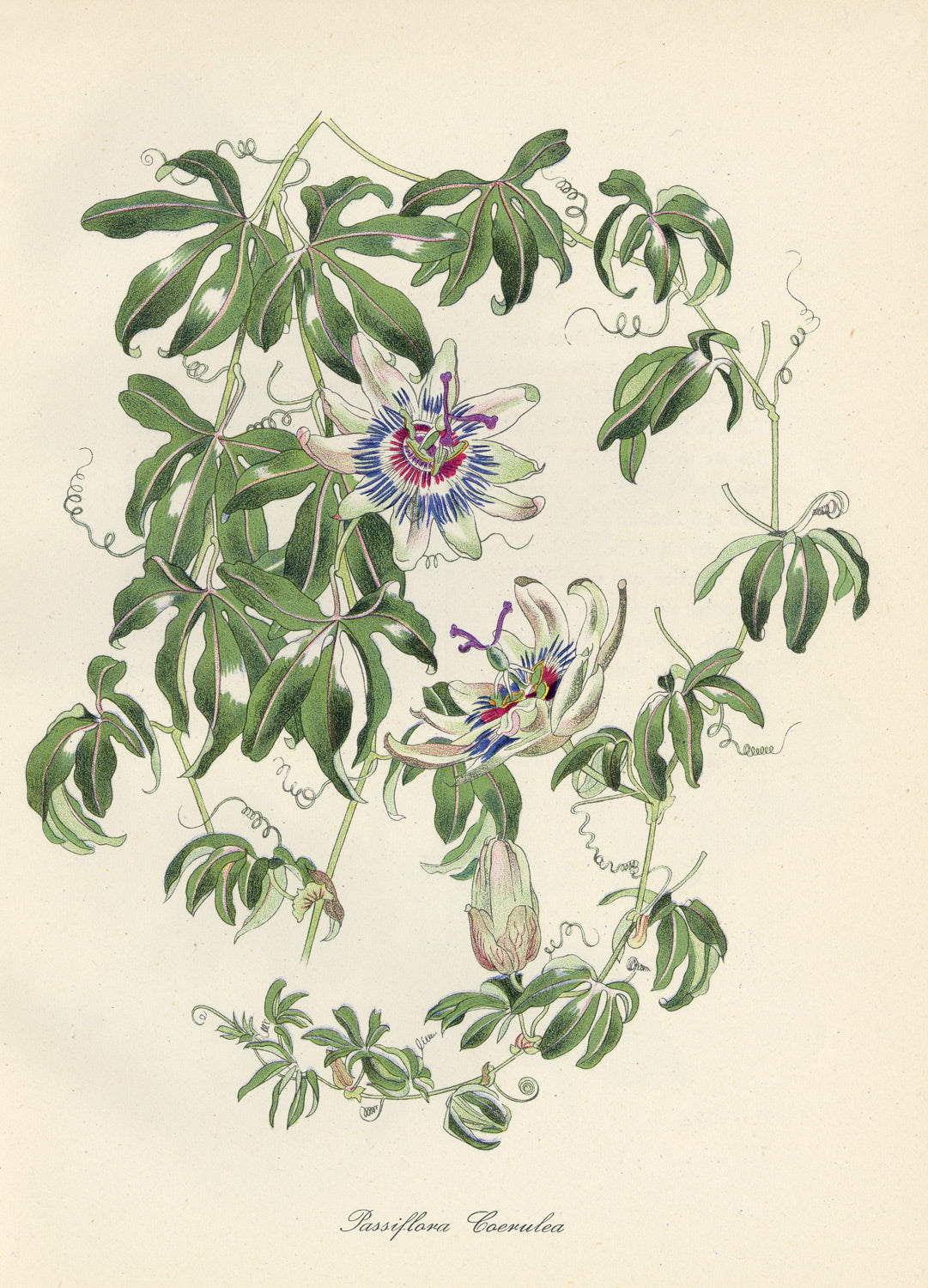 Passiflora Coerulea