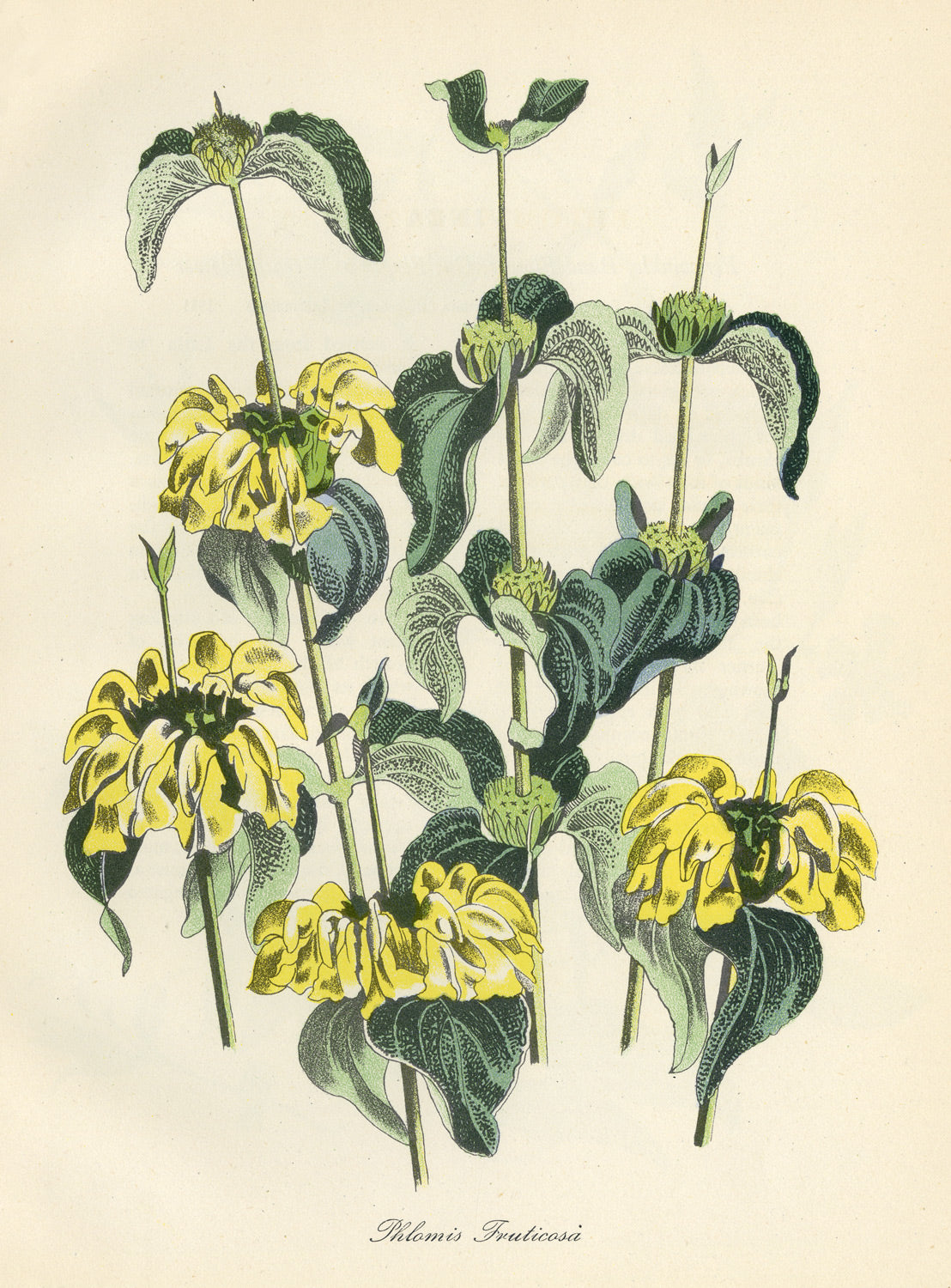 Phlomis Fruticosa