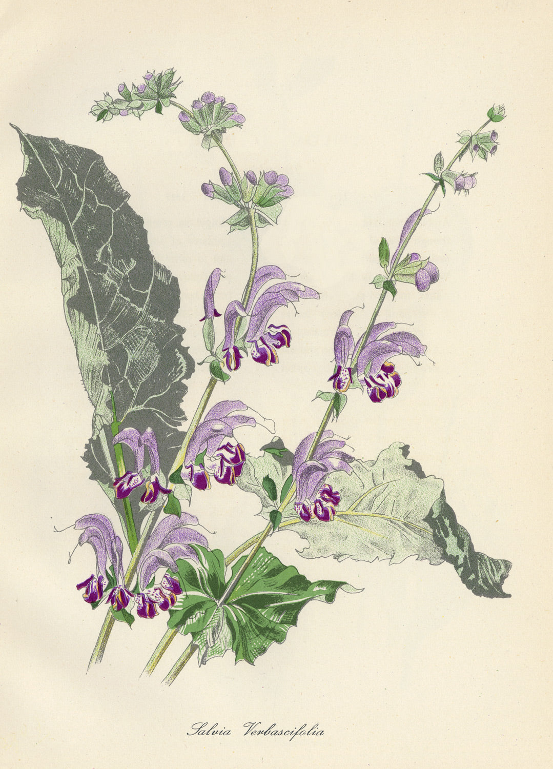 Salvia Verbascifolia