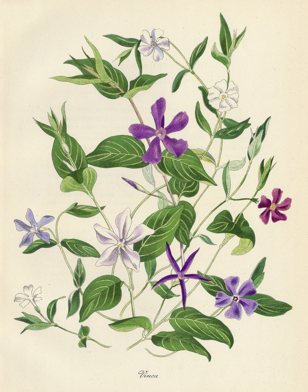 Vinca