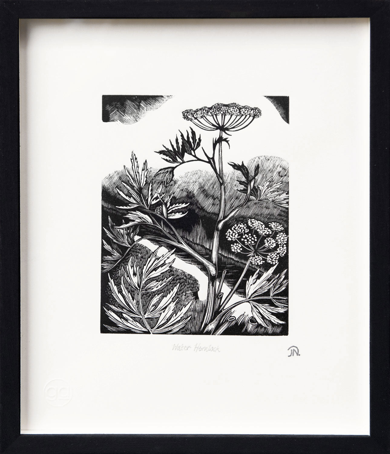 Water Hemlock, Poisonous Plants