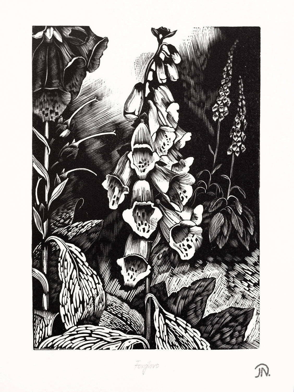 Foxglove, Poisonous Plants