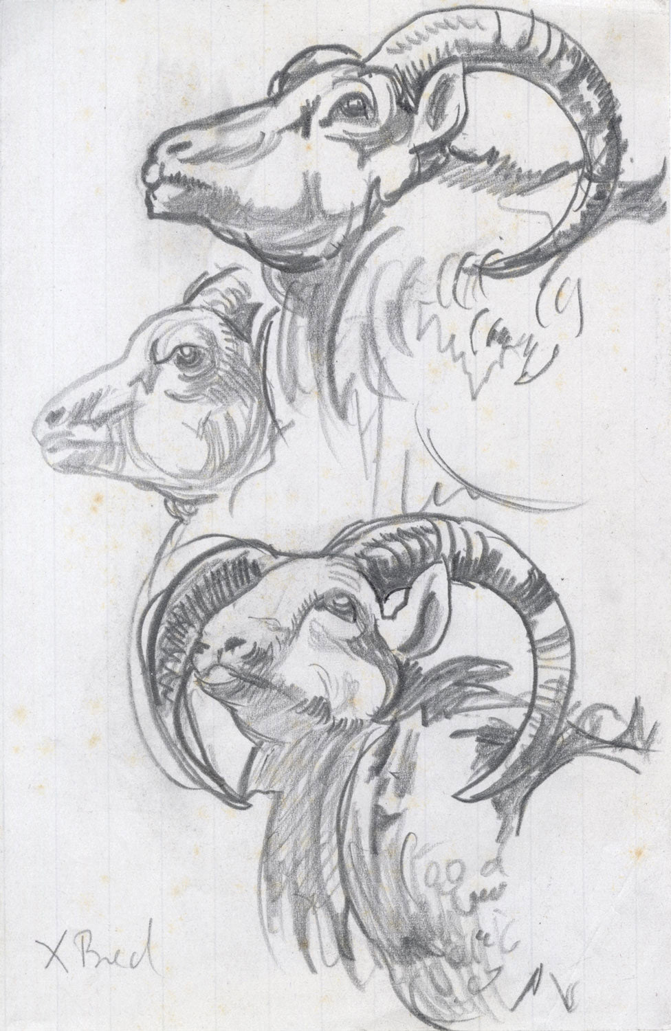 Goat Head Studies