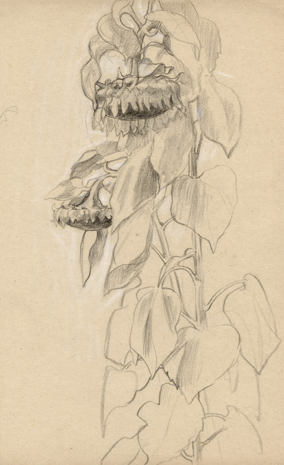 Heavy Sunflower Heads