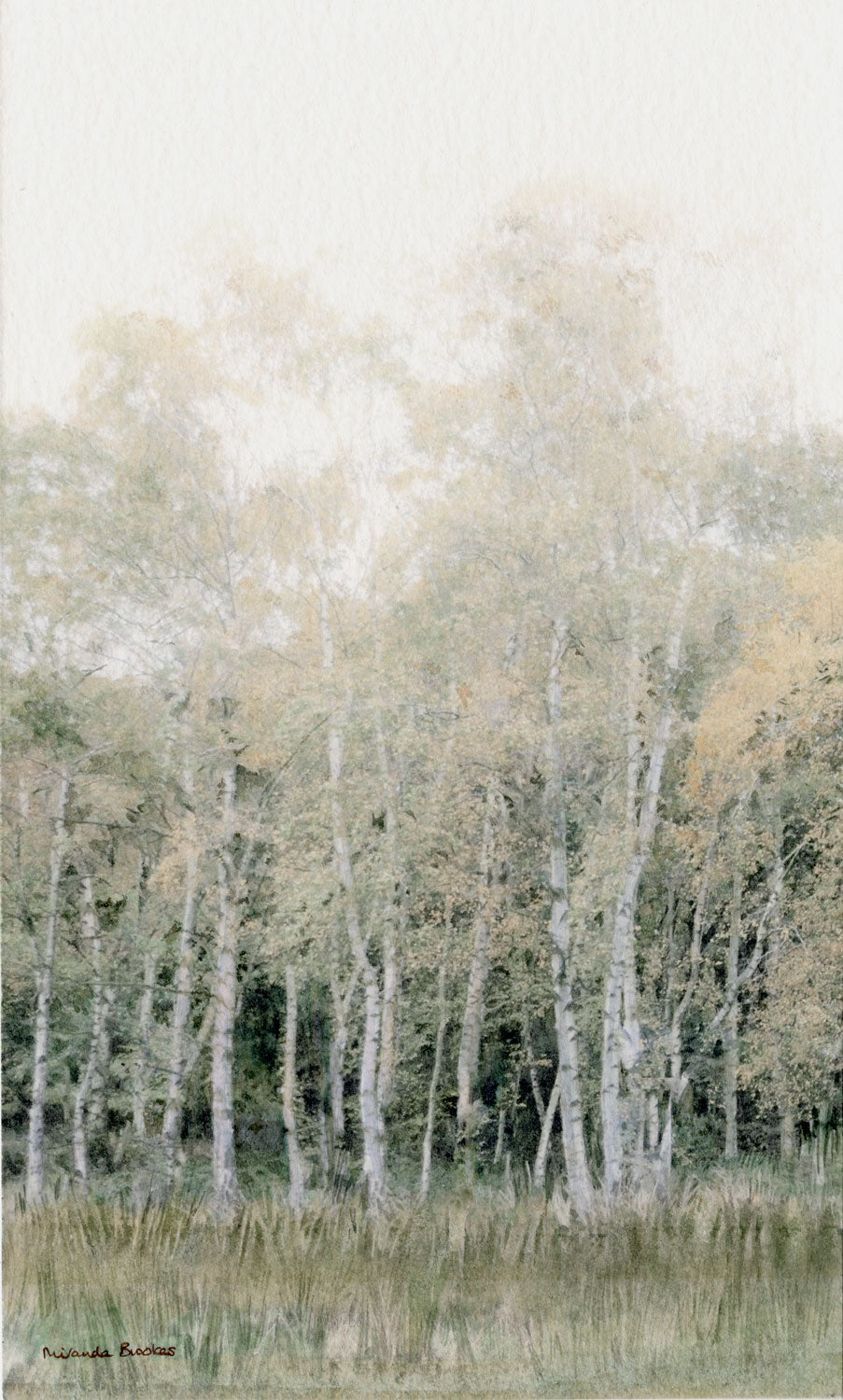 Birch Trees in a Woodland