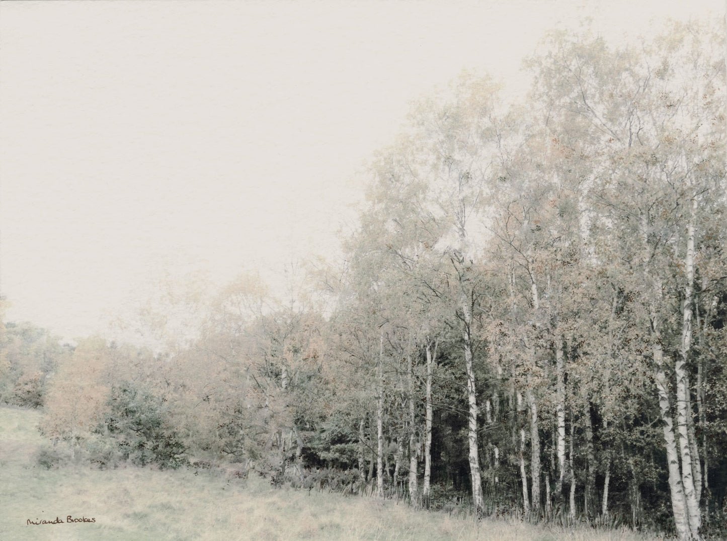 Birch Trees
