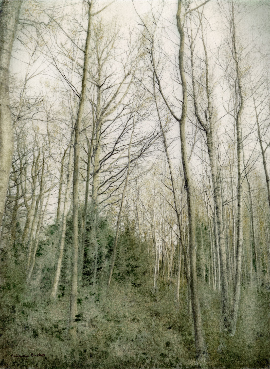 Through the Outwoods