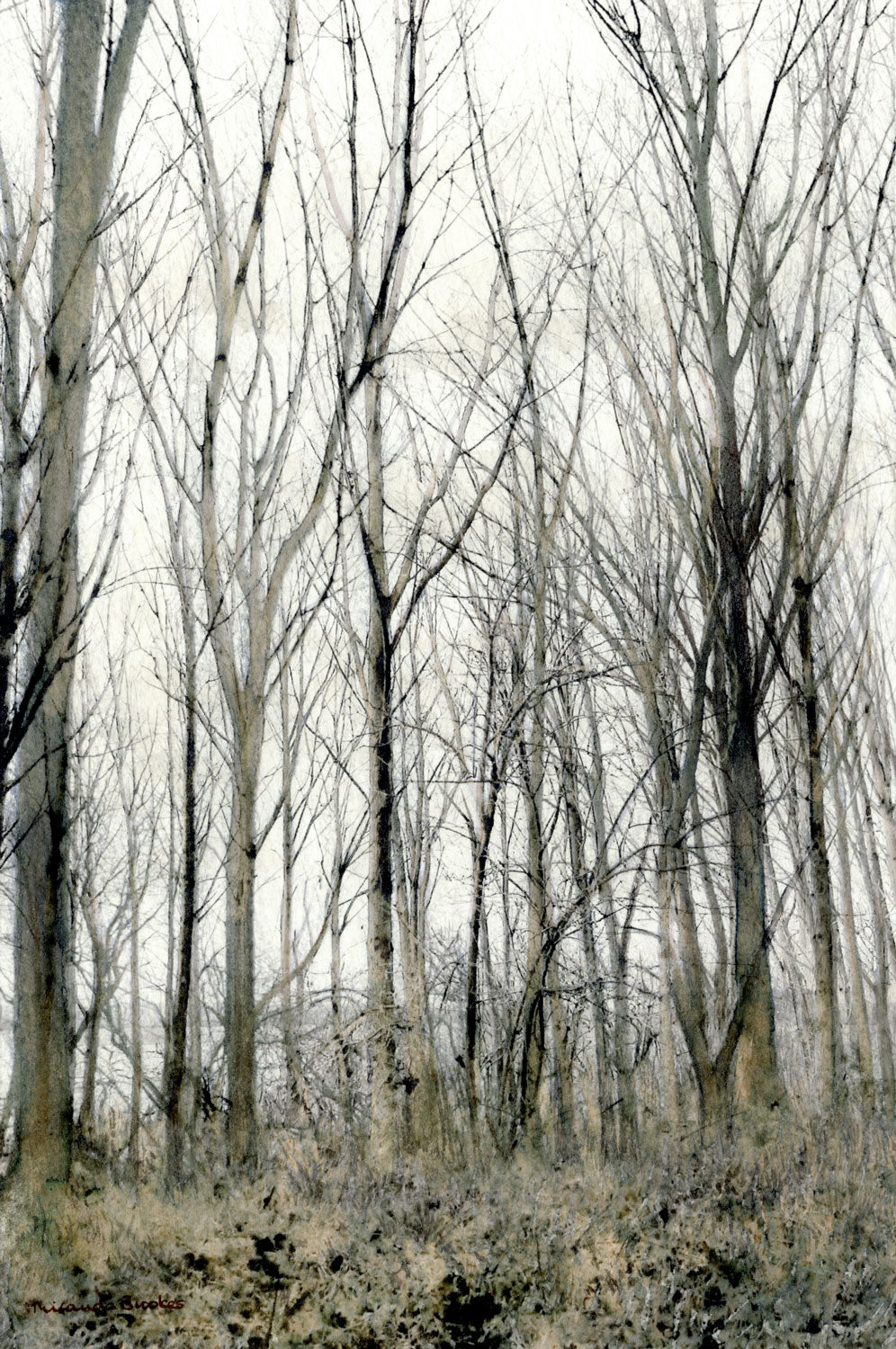 Through the Trees on the Waters Edge