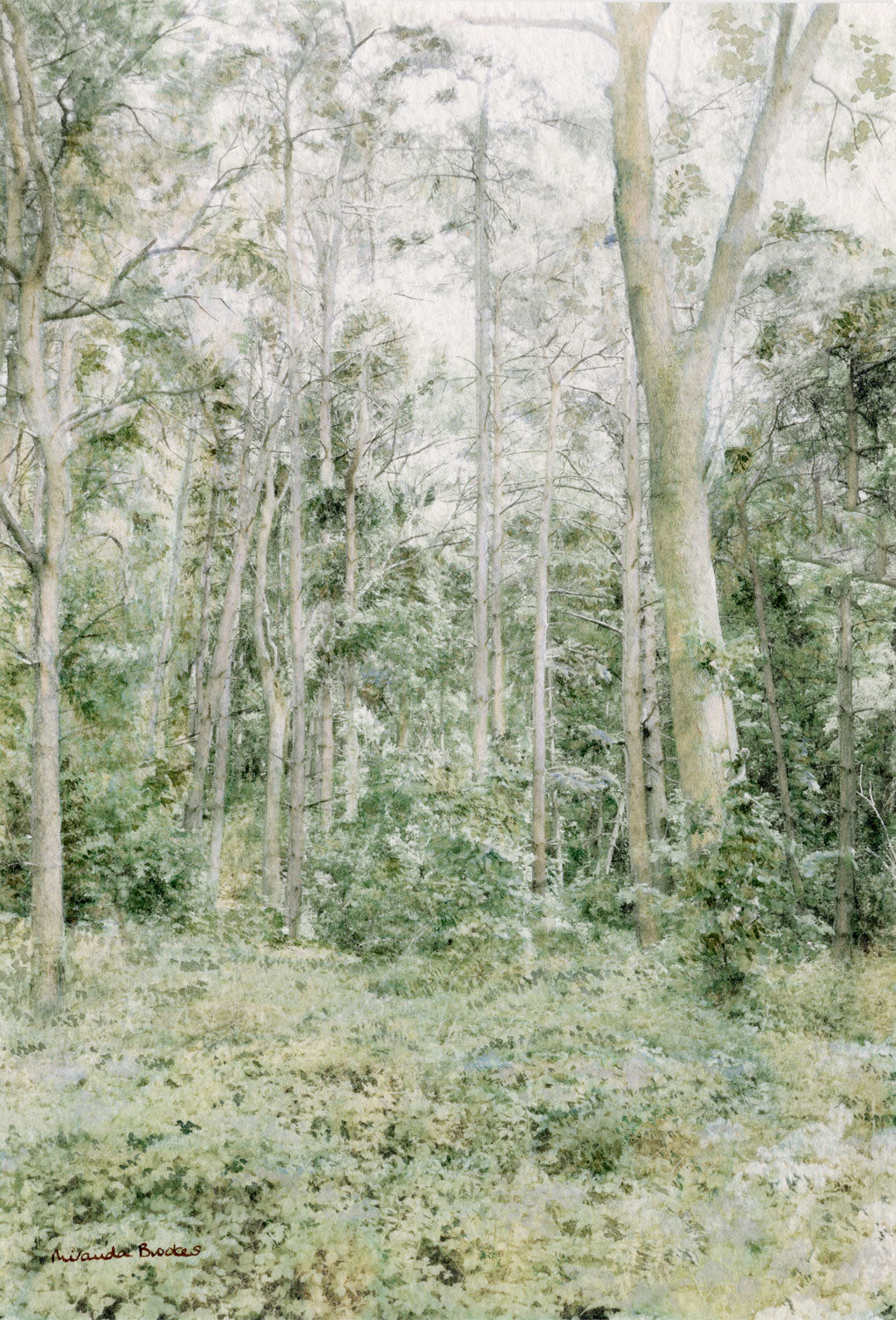 Woodhouse Walk in Dappled Light