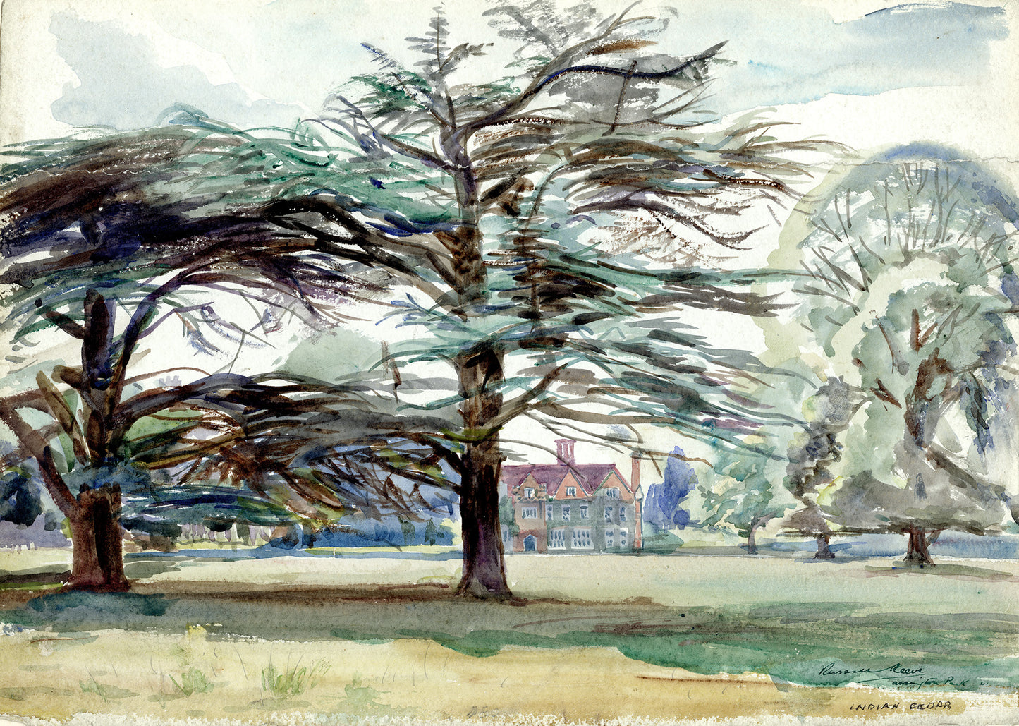 Indian Cedar, Assington Park and Hall, Suffolk