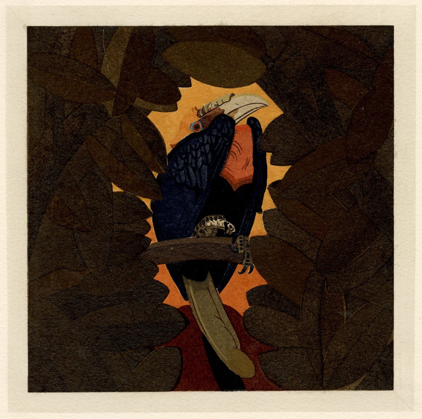 Le Calao de Sumatra (The Sumatran Hornbill)