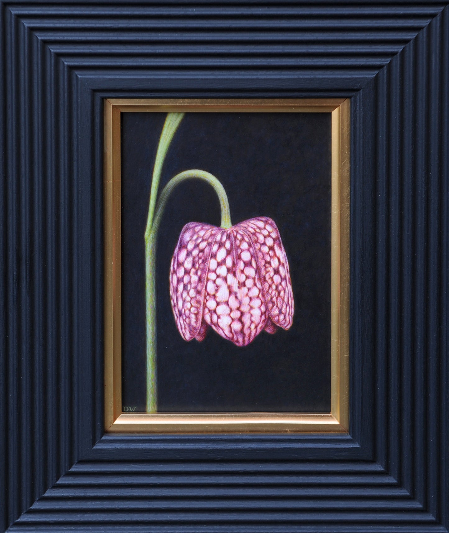 Snakes Head Fritillary I