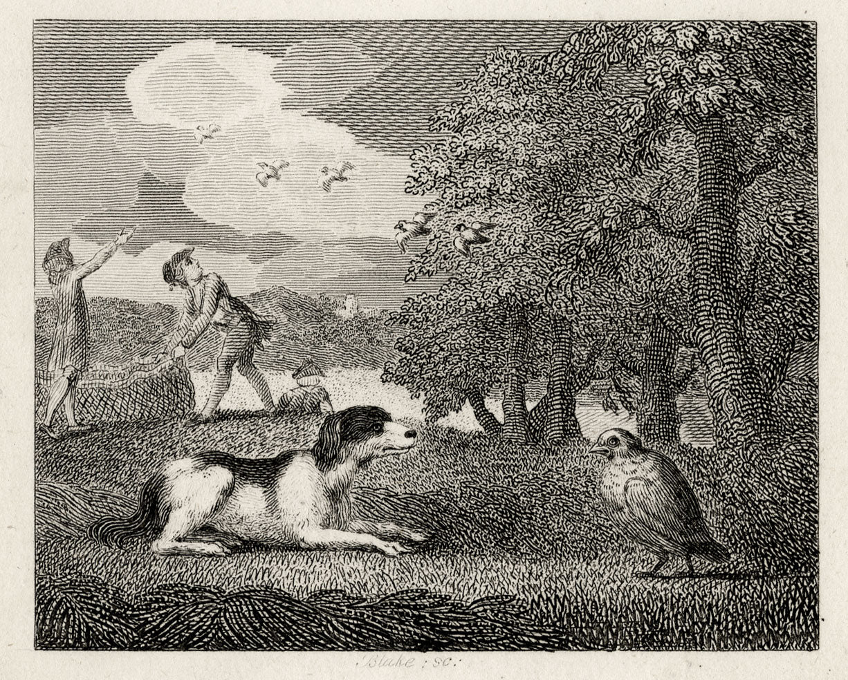 The Setting Dog and the Partridge