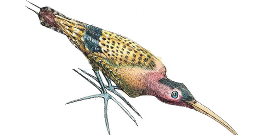 Birds From The Dark Parts Of The Map