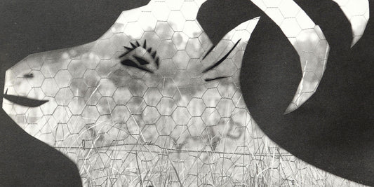 Picasso's Green Room: the 'Diurnes' Photograms. Pablo Picasso art for sale from Goldmark.