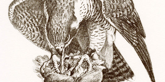 Tunnicliffe art for sale