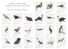 Birds from the Dark Parts of the Map