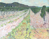 Vineyard
