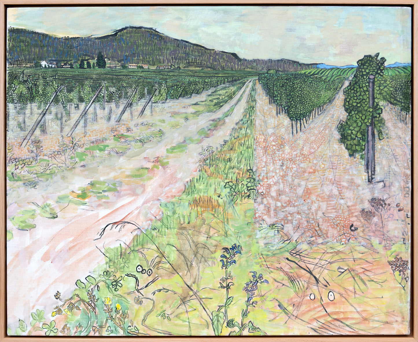 Vineyard