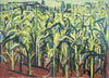 Maize Field