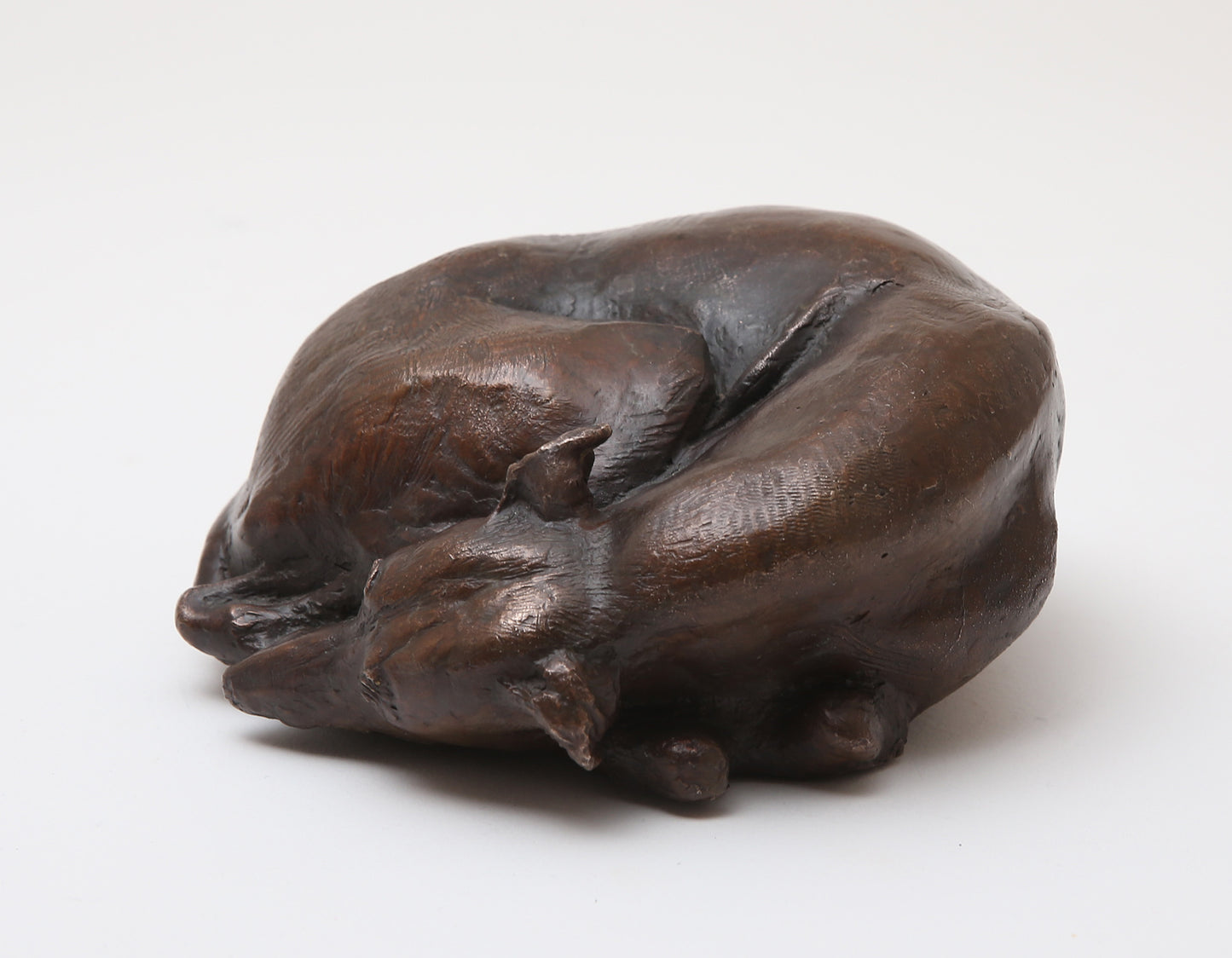Curled Up Whippet