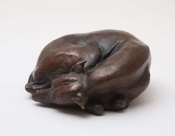 Curled Up Whippet