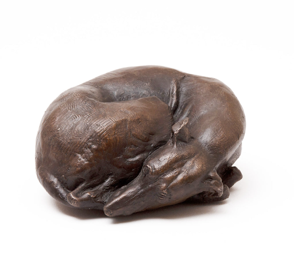 Curled Up Whippet