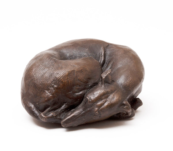 Curled Up Whippet