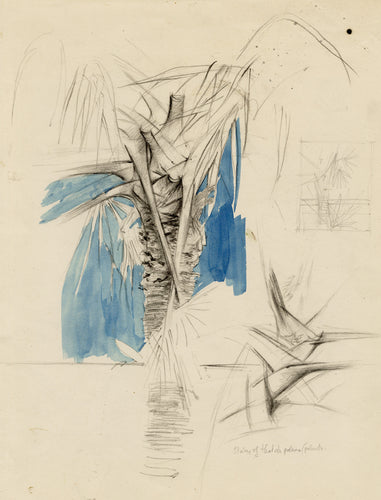 Study of Thatch Palms