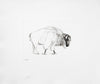 Bison