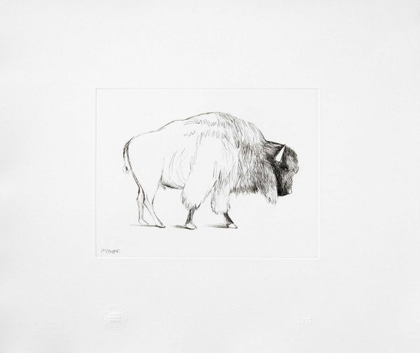 Bison