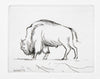 Bison