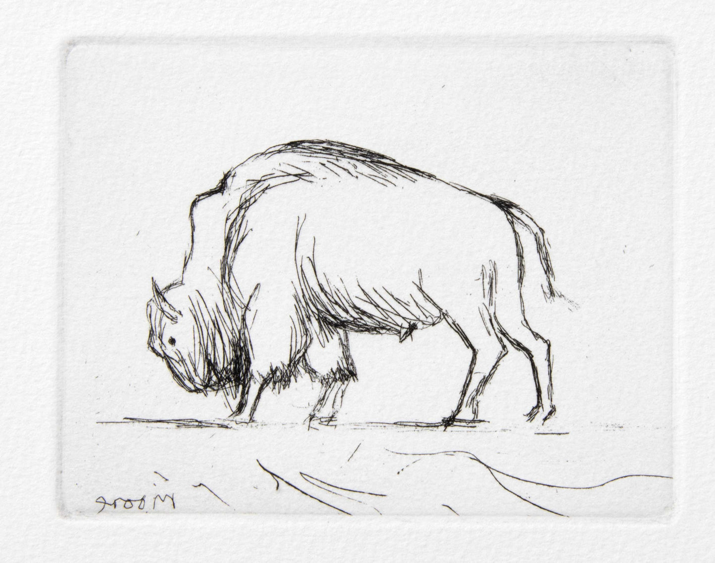 Bison