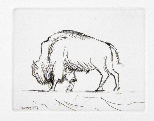 Bison