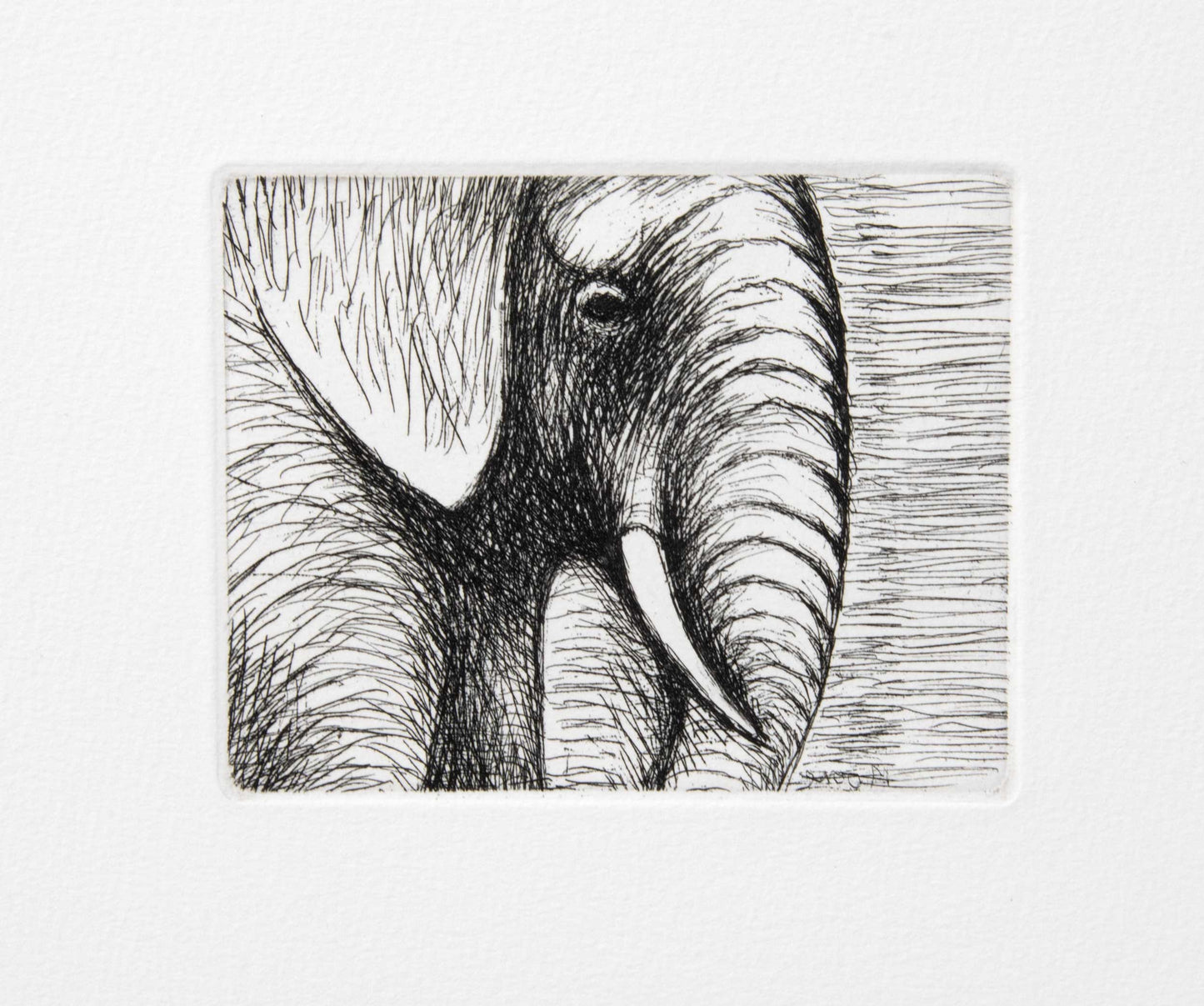Elephant's Head
