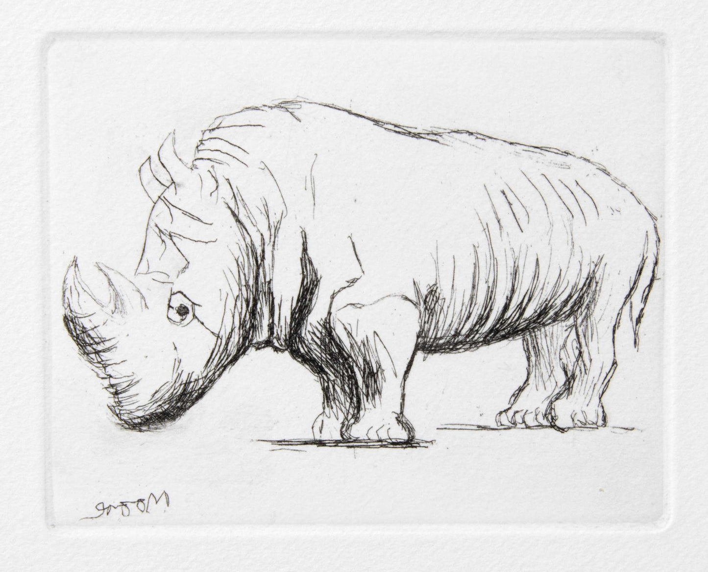 Rhinoceros