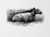 Sheep Resting