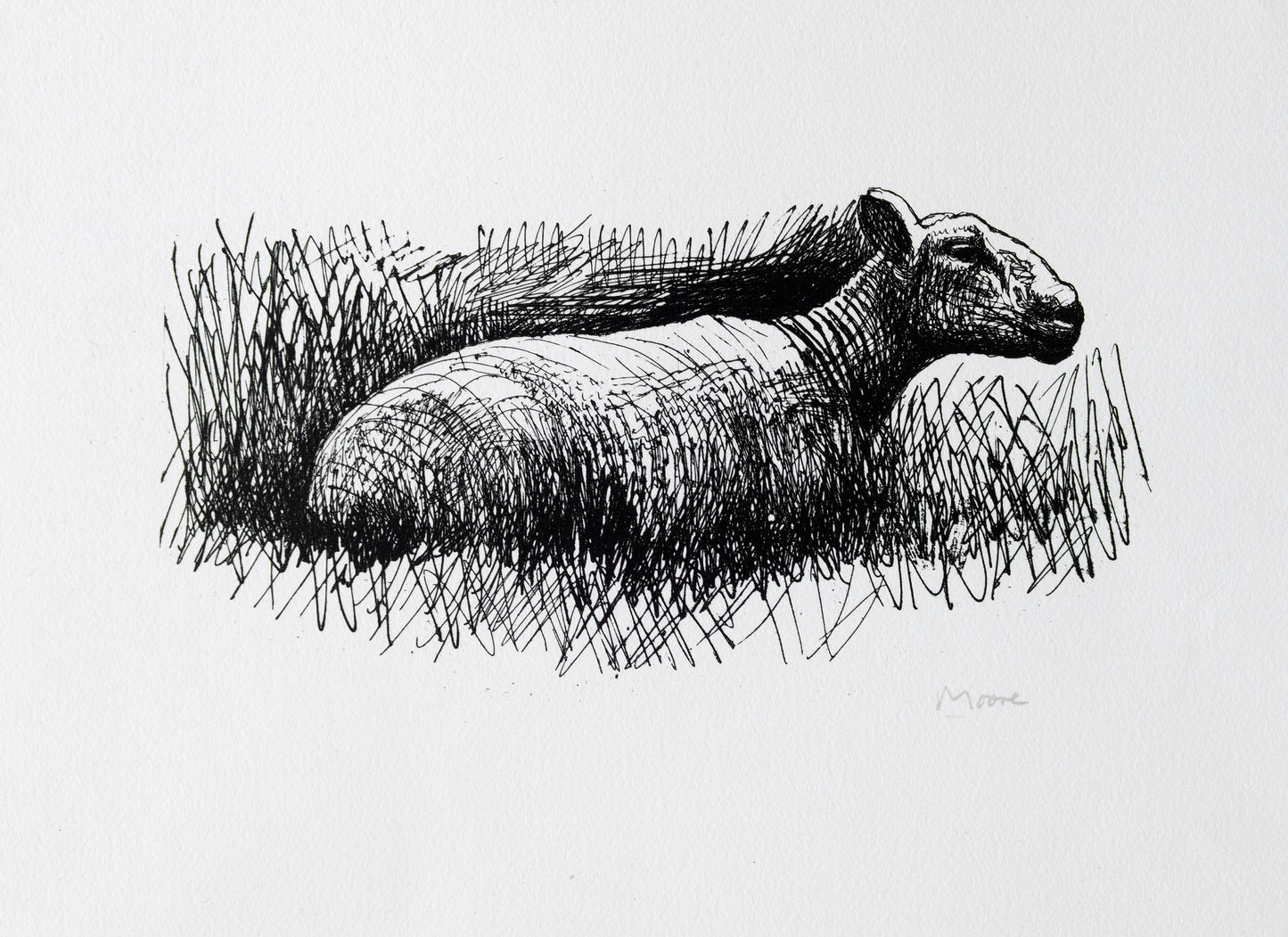 Sheep Resting