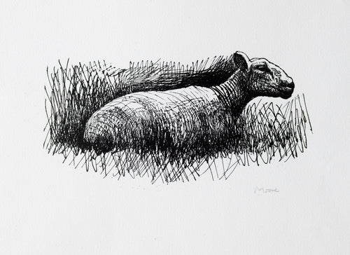 Sheep Resting