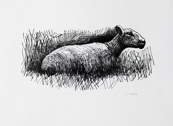 Sheep Resting
