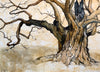 Ancient Sweet Chestnut Tree, Burghley