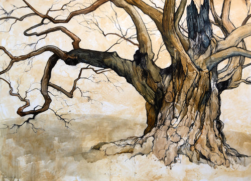 Ancient Sweet Chestnut Tree, Burghley