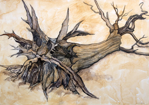 Portrait of the 'Shipwreck Tree'